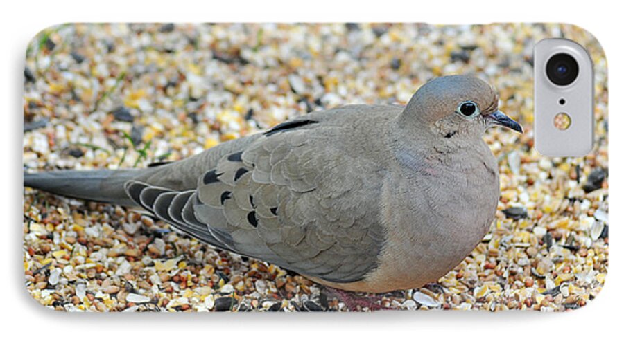 Mourning Dove iPhone 8 Case featuring the photograph The Motherlode by Gene Tatroe