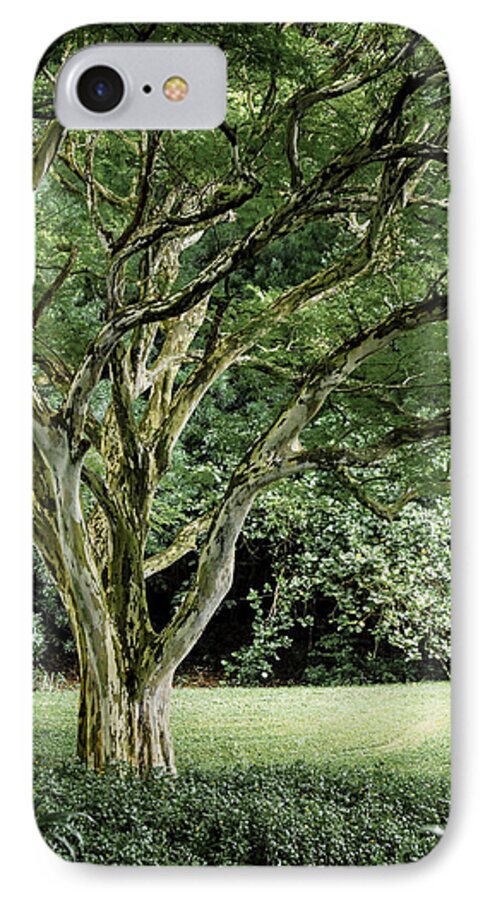 Tree iPhone 8 Case featuring the photograph Tree of Life by Debbie Karnes
