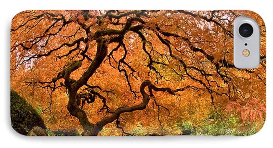 Tree Of Life iPhone 8 Case featuring the photograph Tree of Life by Lori Grimmett