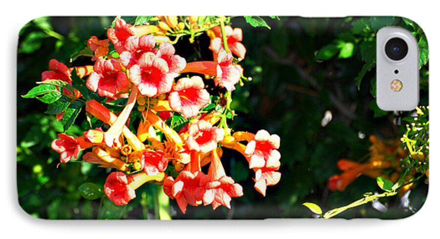 Botanical iPhone 8 Case featuring the photograph Trumpet Vine by Linda Cox