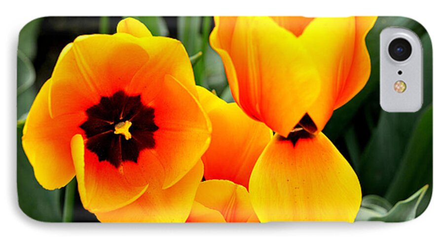 Tulips iPhone 8 Case featuring the photograph Tulips... by Jerry Cahill