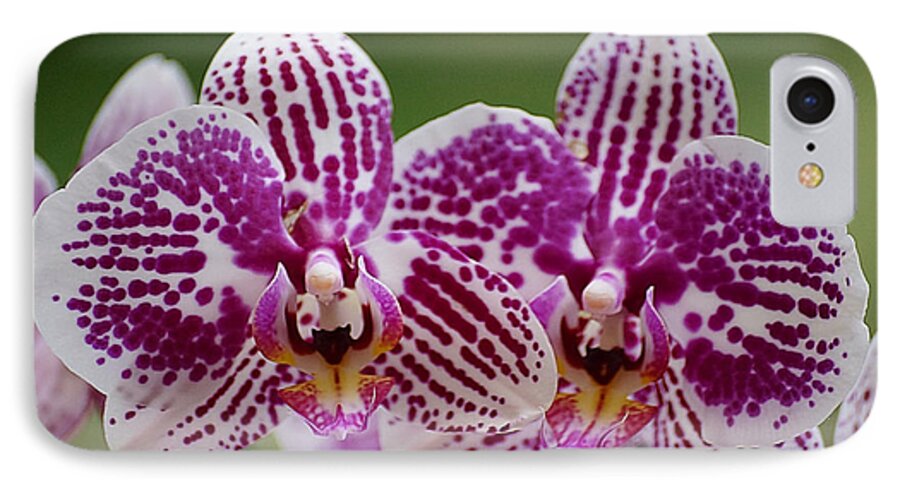 Orchid iPhone 8 Case featuring the photograph Twin Beauty by Blair Wainman