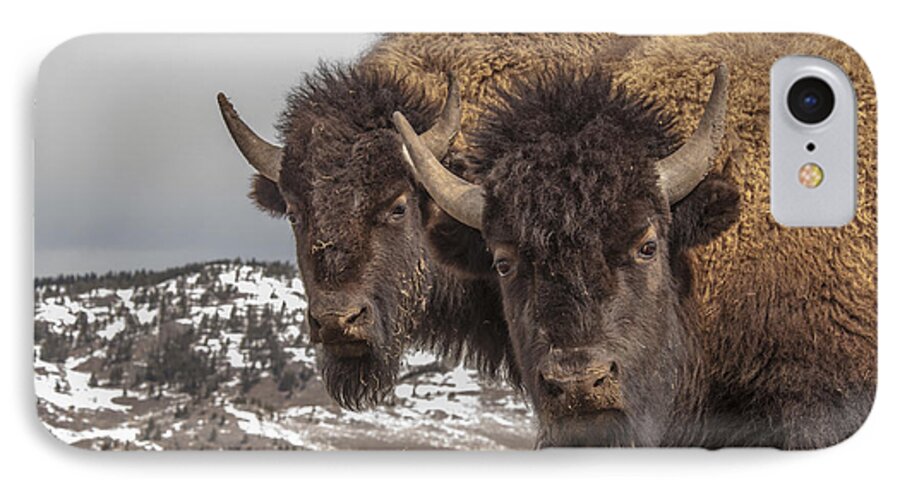 Bison iPhone 8 Case featuring the photograph Two Bison by Gary Beeler