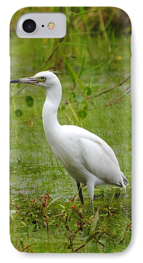 Little Blue Heron iPhone 8 Case featuring the photograph Wading Heron by Dan Williams