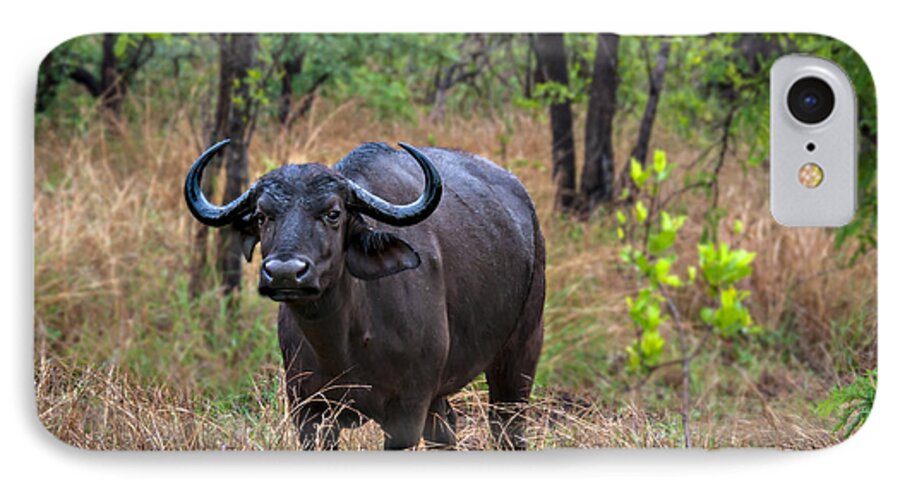 Africa iPhone 8 Case featuring the photograph Water Buffalo by Maria Coulson