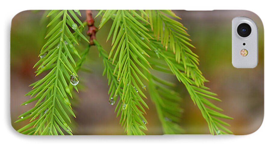 Bald iPhone 8 Case featuring the photograph Water Droplets Cypress Foliage by Ules Barnwell