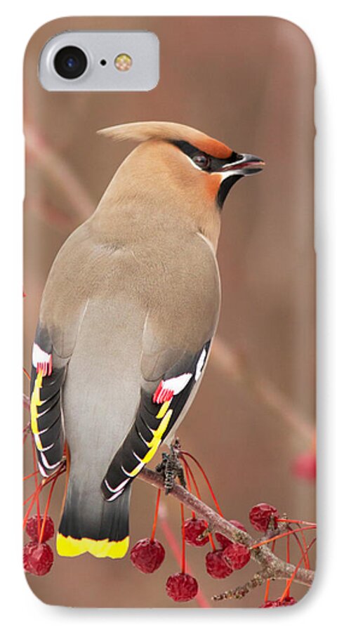 Bohemian iPhone 8 Case featuring the photograph Waxwing in winter by Mircea Costina Photography