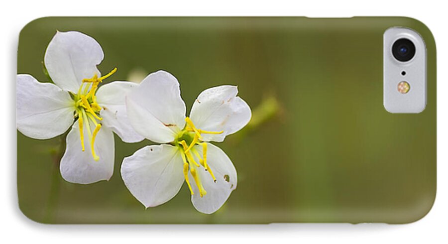 Rhexia iPhone 8 Case featuring the photograph White Meadow Beauty by Ules Barnwell