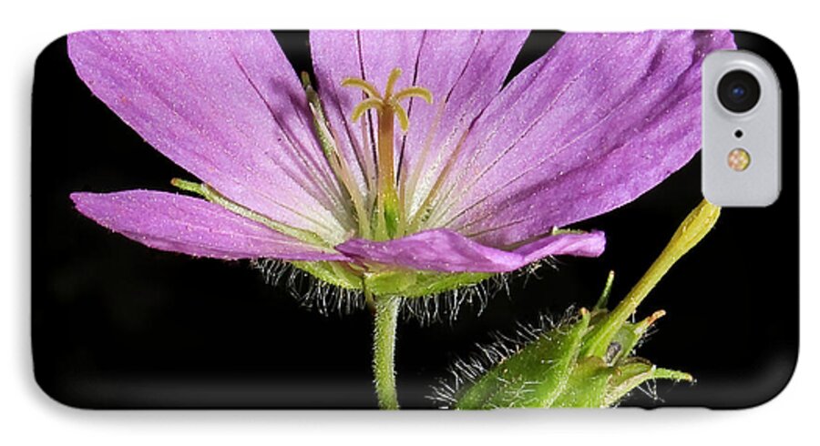 Geranium Maculatum iPhone 8 Case featuring the photograph Wild Geranium by Tammy Schneider