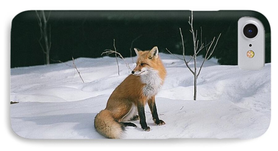 Wildlife iPhone 8 Case featuring the photograph Winter Fox by David Porteus