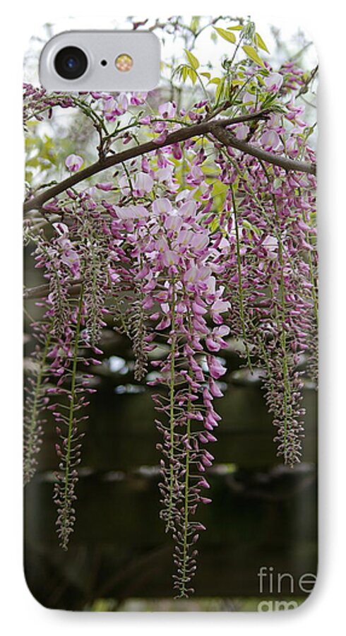 Wisteria iPhone 8 Case featuring the photograph Wisteria fall by Tannis Baldwin