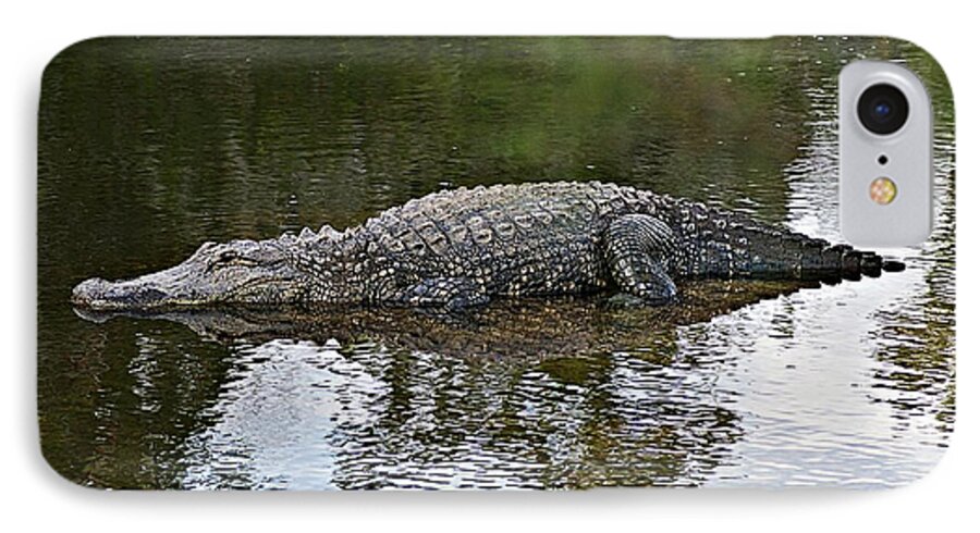 Gator iPhone 8 Case featuring the photograph Alligator 1 by Joe Faherty