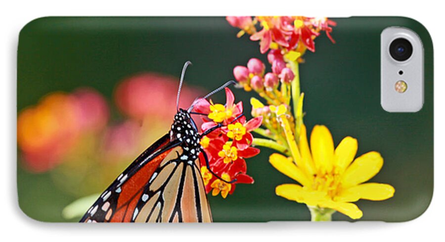 Butterfly iPhone 8 Case featuring the photograph Butterfly Monarch on Lantana Flower by Luana K Perez