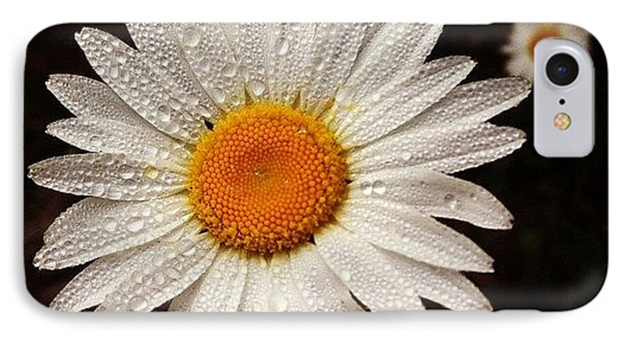  iPhone 8 Case featuring the photograph Daisy Dew by Steve Garfield