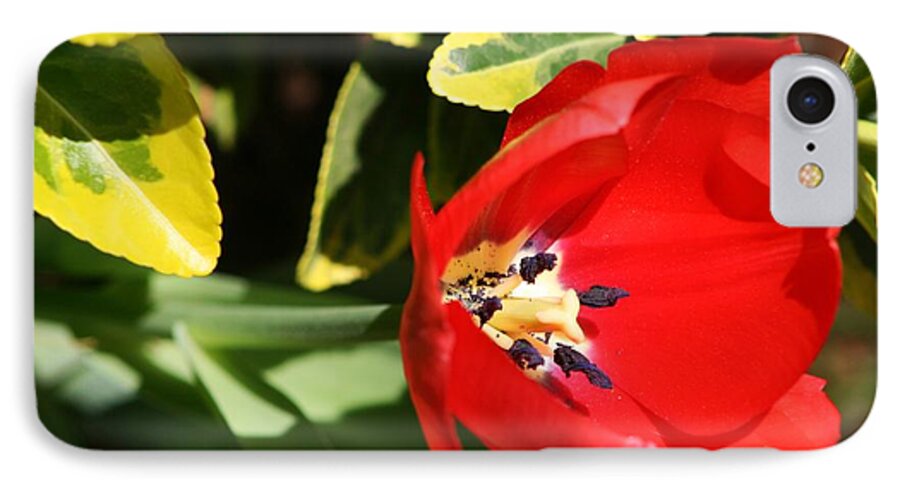 Flora iPhone 8 Case featuring the photograph Fly up Service by Phil Cappiali Jr