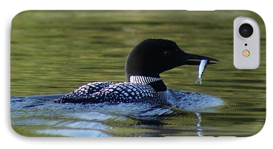 Loon iPhone 8 Case featuring the photograph Loon with minnow by Steven Clipperton