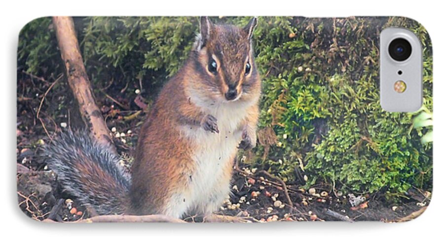 Squirrel Canvas Prints iPhone 8 Case featuring the photograph Newport Squirrel by Wendy McKennon