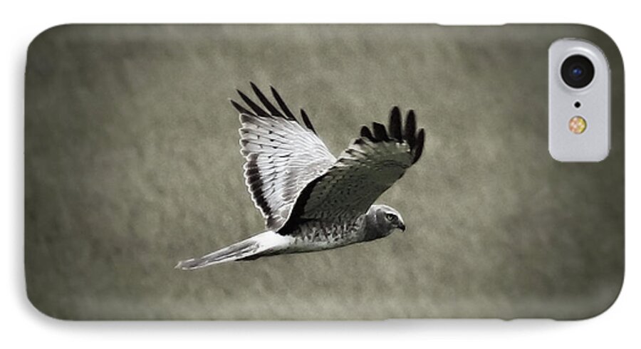 Bird Of Prey iPhone 8 Case featuring the photograph Northern Harrier by Tiana McVay