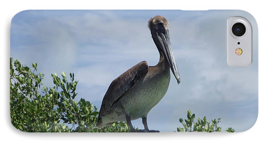 Florida Key Pelican iPhone 8 Case featuring the photograph Perched Pelican by Michelle Welles