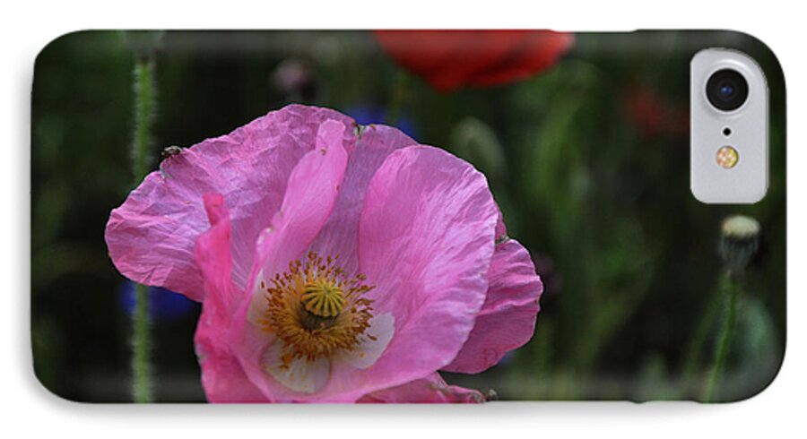 Poppy iPhone 8 Case featuring the photograph Pink Poppy by Vijay Sharon Govender