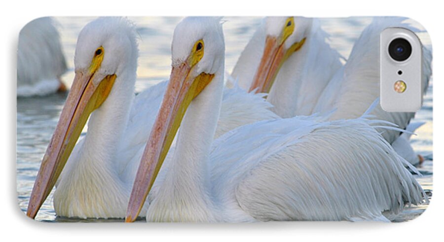 Bird iPhone 8 Case featuring the photograph The 3 Amigos by Maria Nesbit