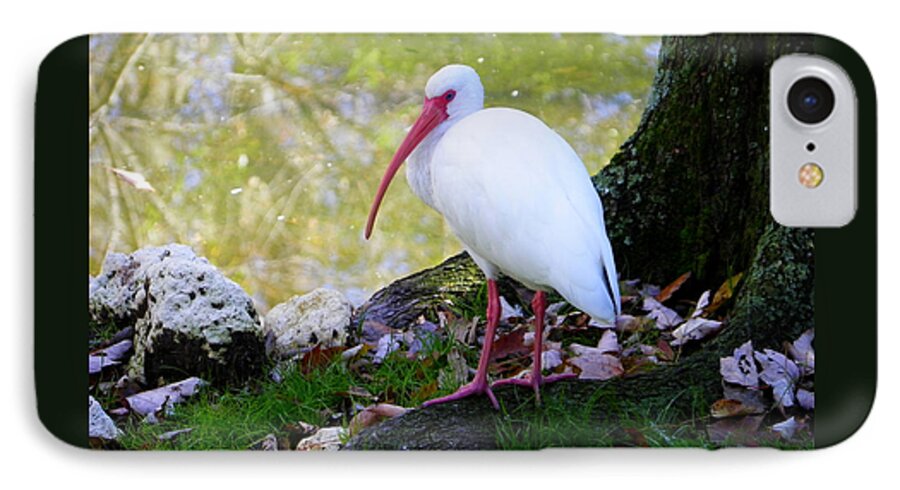 Nature iPhone 8 Case featuring the photograph White Ibis by Judy Wanamaker