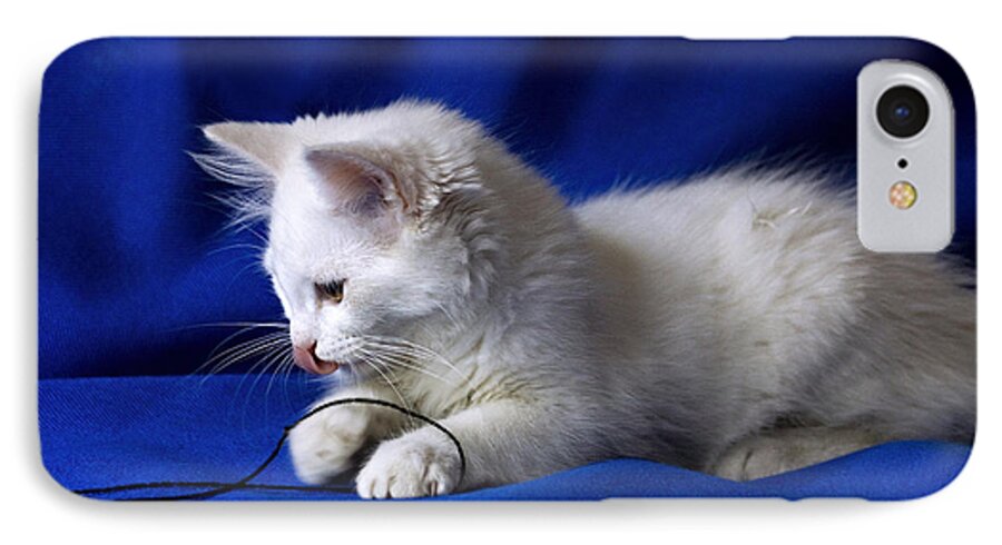 Cat iPhone 8 Case featuring the photograph White kitty on blue by Raffaella Lunelli