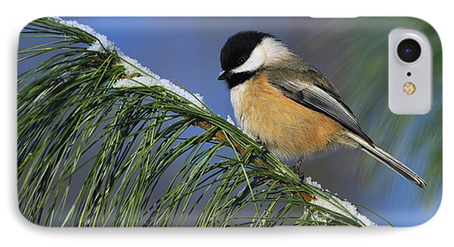 Black-capped Chickadee iPhone 8 Case featuring the photograph Black-Capped Chickadee #1 by Tony Beck