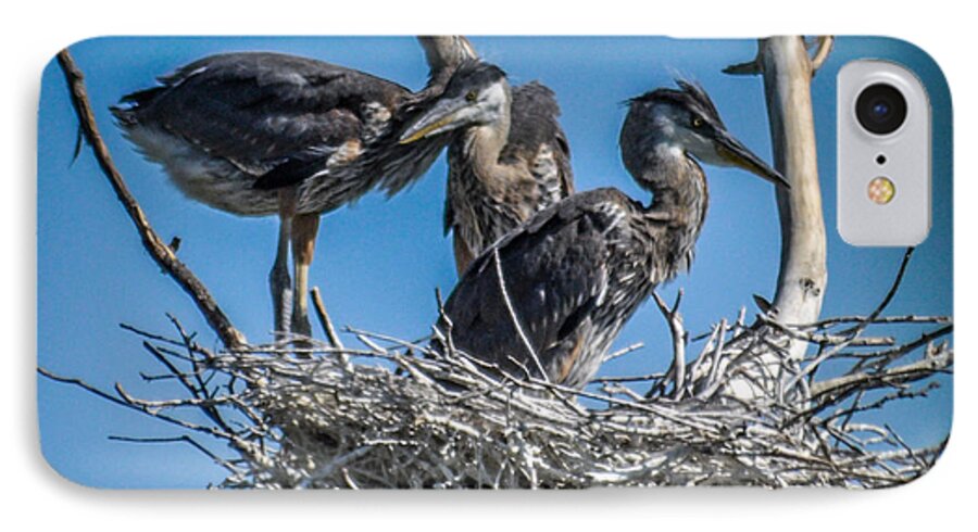 Heron iPhone 8 Case featuring the photograph Great Blue Heron on Nest #1 by Ronald Grogan