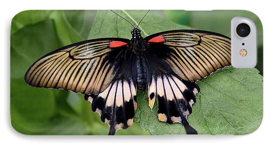 Great Mormon Butterfly iPhone 8 Case featuring the photograph Great Mormon Butterfly #2 by Ronda Ryan