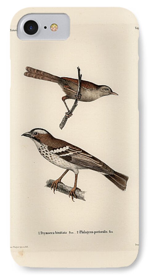 Birds iPhone 8 Case featuring the drawing White-browed Sparrow-weaver and Grass or Bush Warbler #1 by J D L Franz Wagner