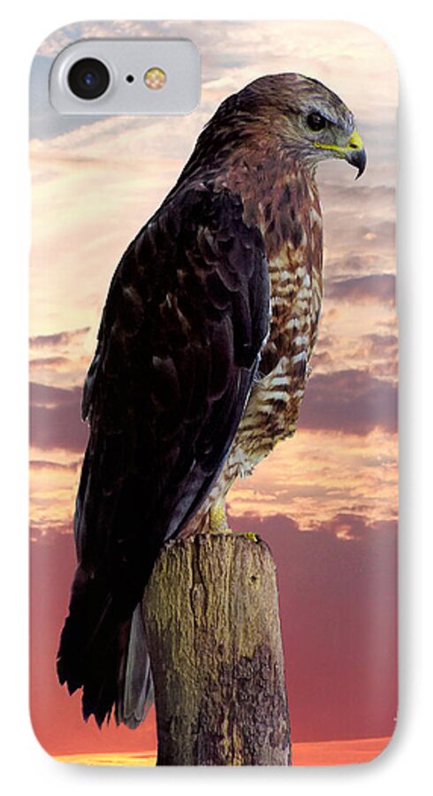 Peregrine iPhone 8 Case featuring the photograph Peregrine Falcon #3 by Lynn Bolt