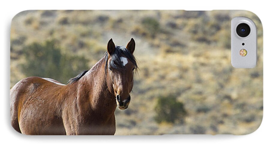 Horses iPhone 8 Case featuring the photograph Wild Mustang Horse #2 by Waterdancer 