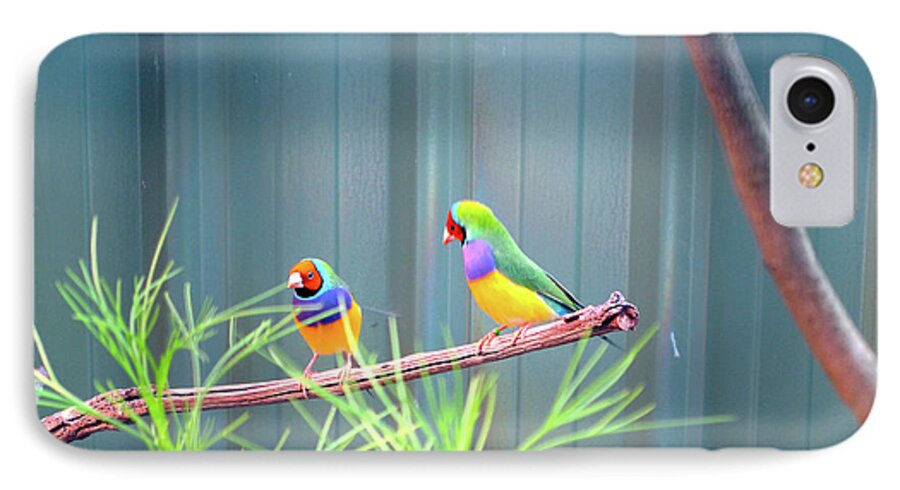 Lovebirds iPhone 8 Case featuring the photograph Aussie Rainbow Lovebirds by Kathy Corday
