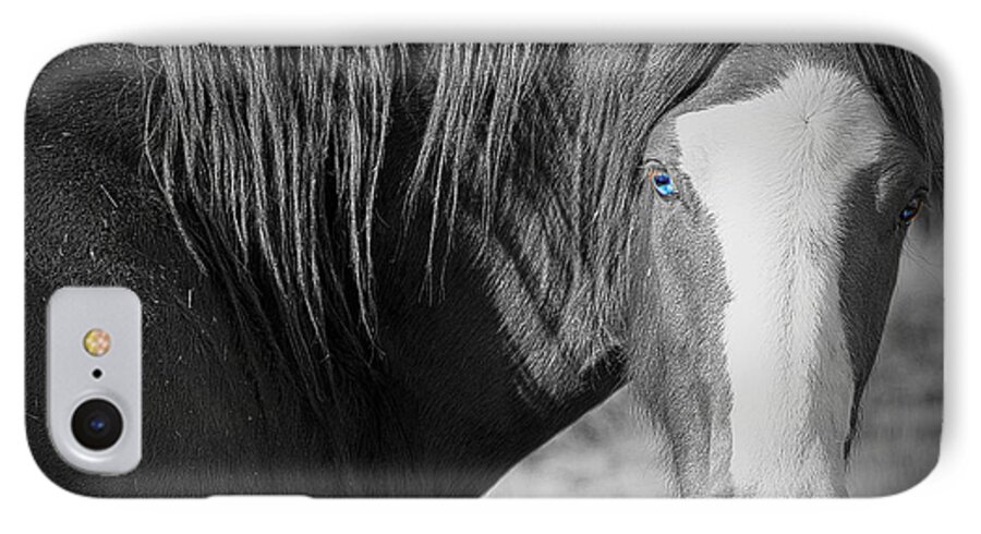 Horses iPhone 8 Case featuring the photograph Wild Mustang Horse #1 by Waterdancer 