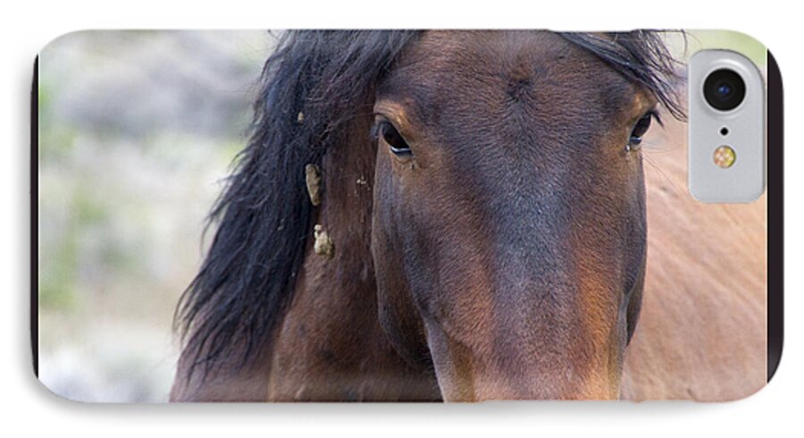Horses iPhone 8 Case featuring the photograph Wild Mustang Horse #4 by Waterdancer 