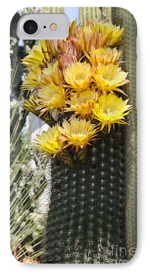 Cactus iPhone 8 Case featuring the photograph Yellow cactus flowers #4 by Jim And Emily Bush