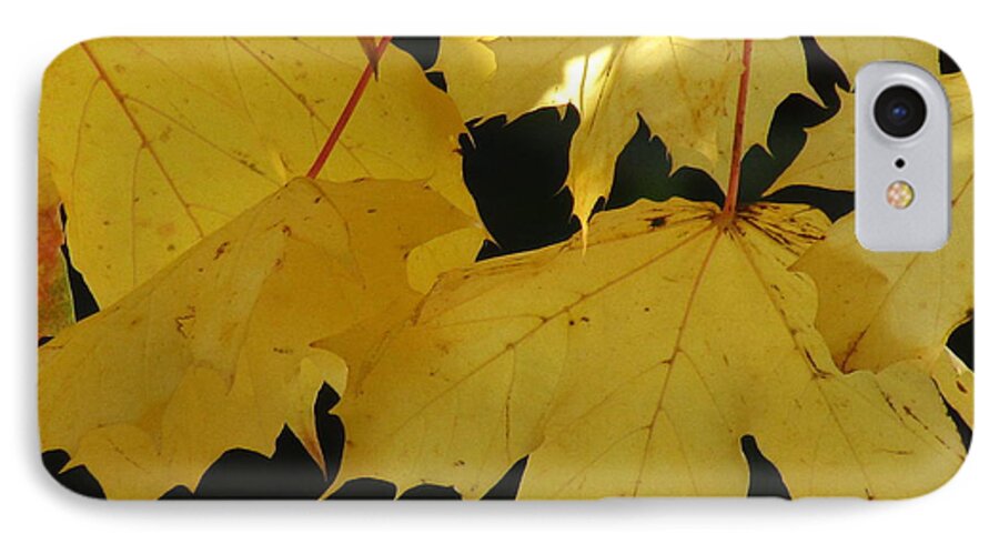 Maple Leaves iPhone 8 Case featuring the photograph A Glimpse Of Light by Kim Tran