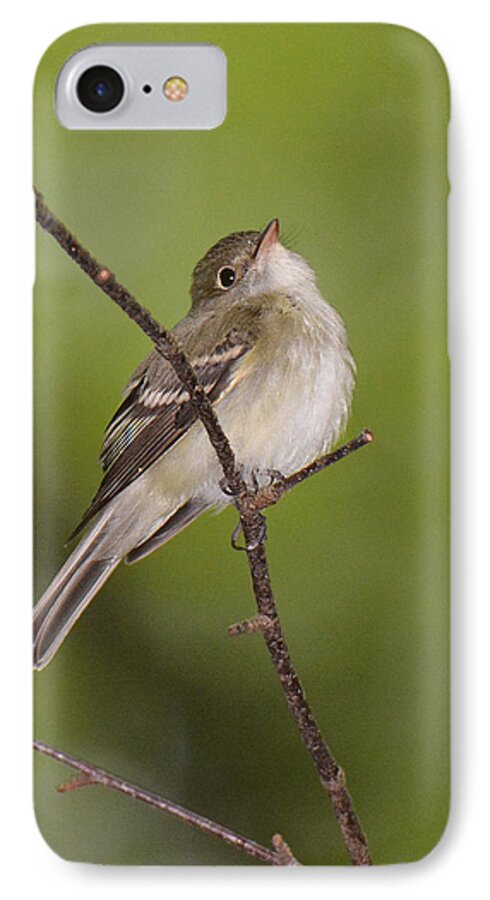 Bird iPhone 8 Case featuring the photograph Acadian Flycatcher by Alan Lenk