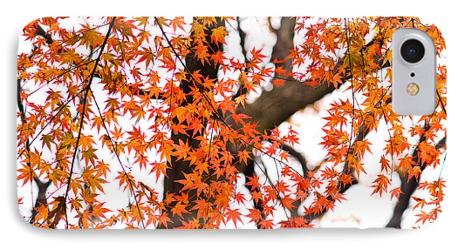 Autumn iPhone 8 Case featuring the photograph Autumn red leaves on a tree  by U Schade