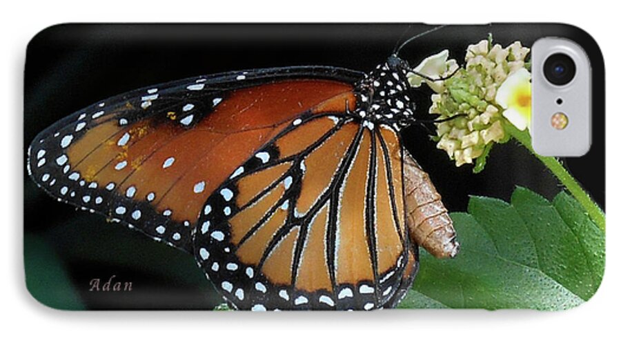 Baby Monarch Butterfly iPhone 8 Case featuring the photograph Baby Monarch Macro by Felipe Adan Lerma