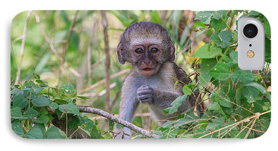 Kruger iPhone 8 Case featuring the photograph Baby Vervet Monkey by Jennifer Ludlum