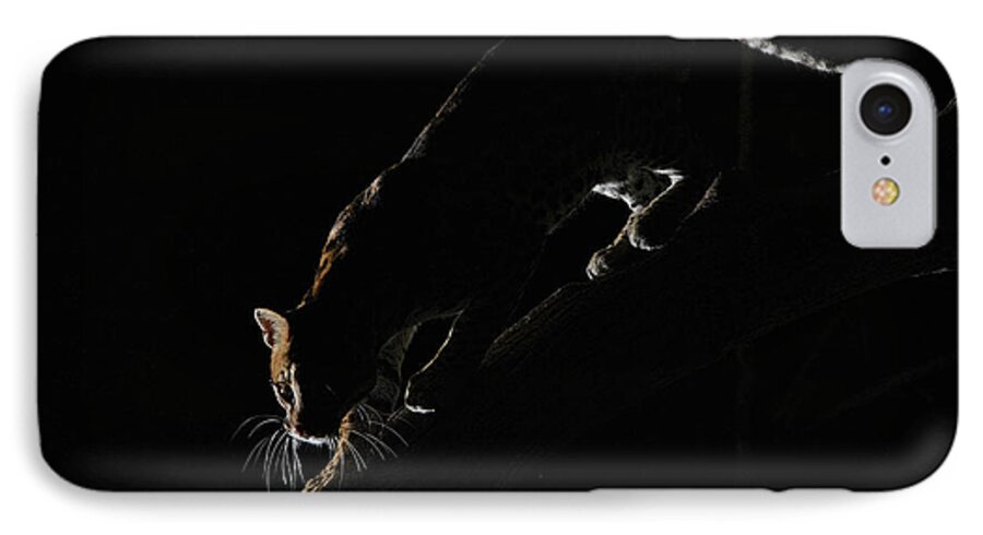 Ocelot iPhone 8 Case featuring the photograph Backlit Ocelot by Wade Aiken