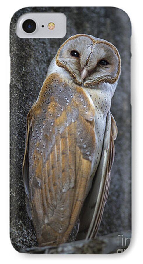 Barn Owl iPhone 8 Case featuring the photograph Barn Owl by Hitendra SINKAR
