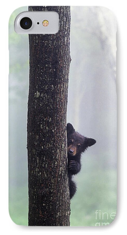 Black iPhone 8 Case featuring the photograph Bashful Bear Cub - FS000230 by Daniel Dempster