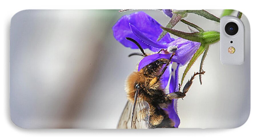 Bee iPhone 8 Case featuring the photograph Bee on purple flower by Patricia Hofmeester