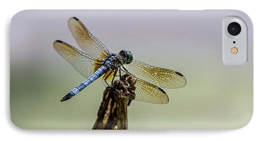 Dragon Fly iPhone 8 Case featuring the photograph Blue Dragon by Andy Smetzer