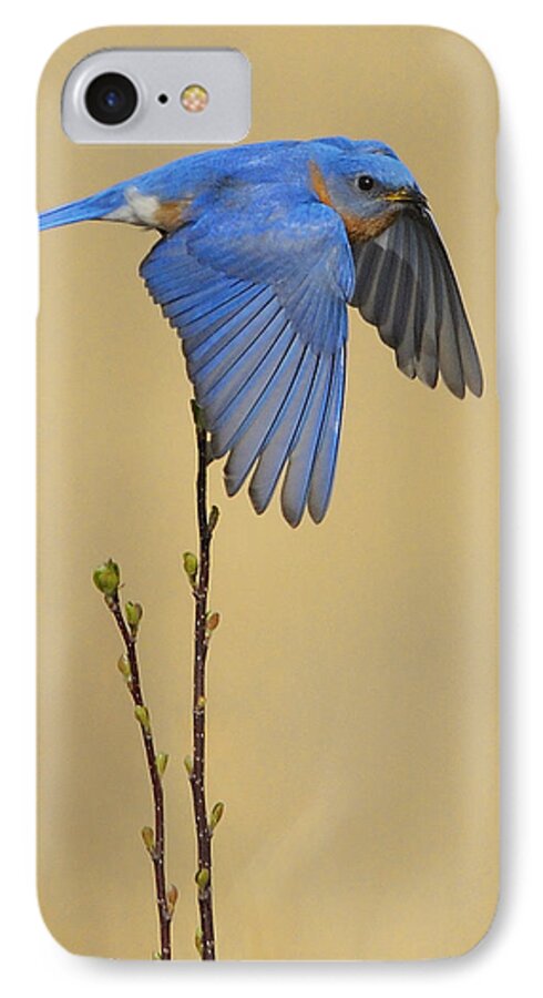 Bluebird iPhone 8 Case featuring the photograph Bluebird Takes Flight by William Jobes