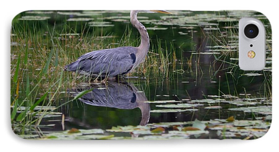Great Blue Heron iPhone 8 Case featuring the photograph Blue's Image- Great Blue Heron by David Porteus