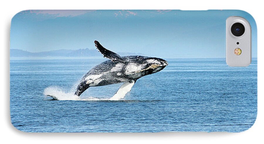 Alaska iPhone 8 Case featuring the photograph Breaching humpback whales Happy-4 by Steve Darden